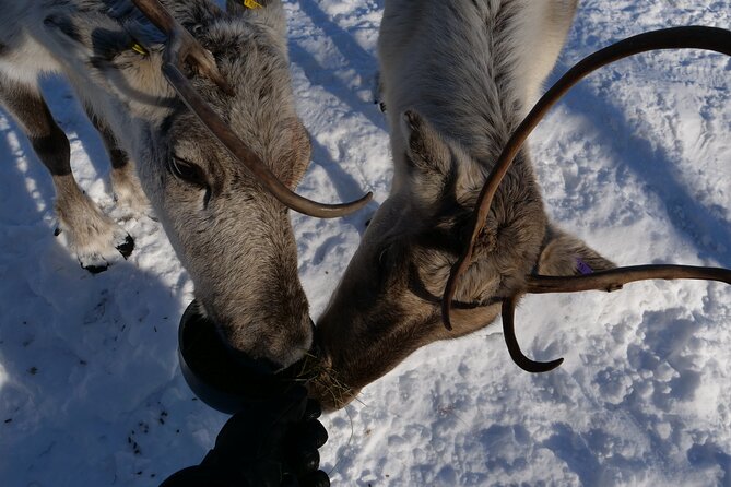 Discover Inari: Reindeer Farm, Siida Museum & Open Fire Lunch - Key points to know before you book