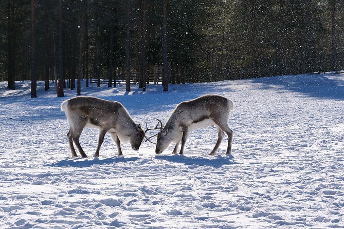 Discover Inari: Reindeer Farm, Siida Museum & Open Fire Lunch - Starting in Inari with a small group