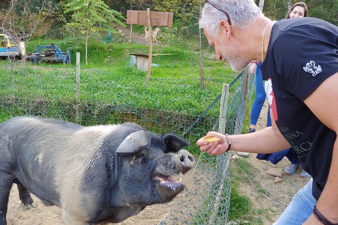 Discover Montepulciano: Cinta Senese Pigs, Lunch & wine in a Farm - The Cinta Senese story, told beside the animals