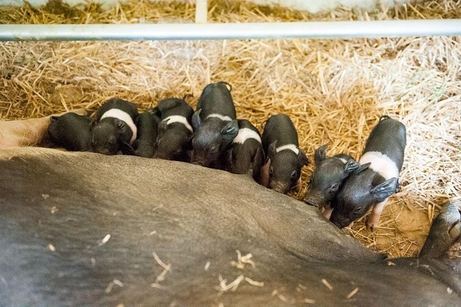 Discover Montepulciano: Cinta Senese Pigs, Lunch & wine in a Farm - Why the personal scale matters