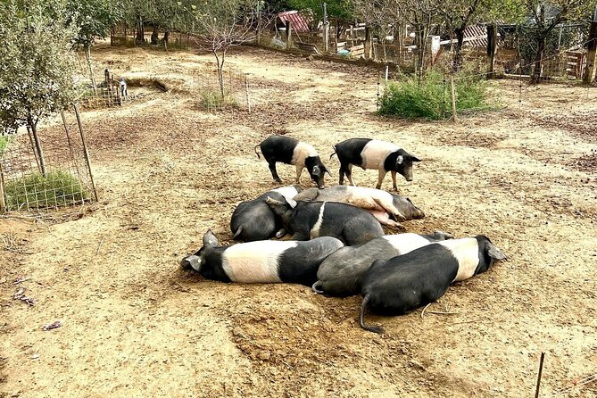 Discover Montepulciano: Cinta Senese Pigs, Lunch & wine in a Farm - The real challenge is reaching the farm