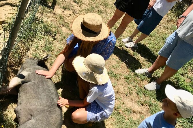 Discover Montepulciano: Cinta Senese Pigs, Lunch & wine in a Farm - Is $70.81 a fair price?