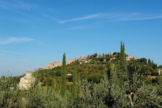 Discover Montepulciano: Cinta Senese Pigs, Lunch & wine in a Farm - Walking through vineyards and olive trees