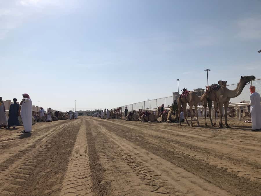 Doha Camel Racing Track: Oryx Farm & Sheikh Faisal Museum. - Key points at a glance