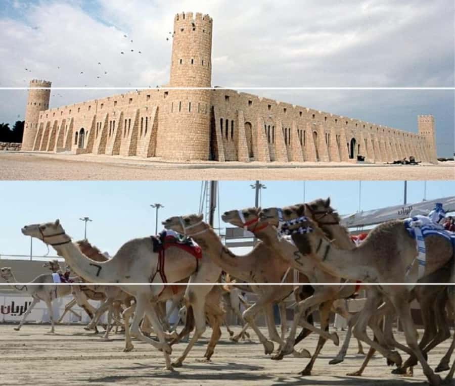 Doha Camel Racing Track: Oryx Farm & Sheikh Faisal Museum. - Why this half-day trip works so well