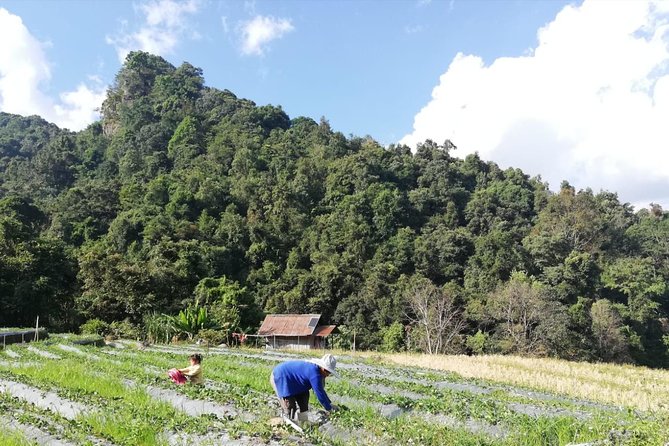 Doi Inthanon Day Trip:Twin Pagodas,Soft Hiking,Coffee Plantation - Wachirathan Falls: the day’s easiest wow moment