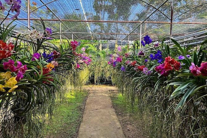 Doi Suthep Temple, Pha Lat Temple, Sticky Waterfall, Orchid farm - What the $78 Price Really Covers