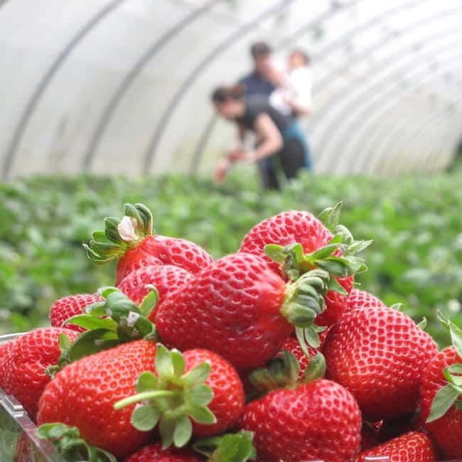 Douro Valley: Traditional Cooking Class, Farm Tour and Lunch - A family farm visit with a meal at its center