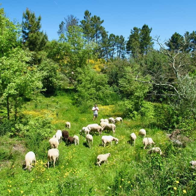 Douro Valley: Traditional Cooking Class, Farm Tour and Lunch - Walking the orchard, vineyard, and animal areas