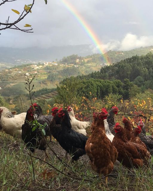 Douro Valley: Traditional Cooking Class, Farm Tour and Lunch - Cooking a three-course Portuguese lunch