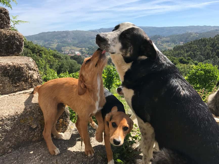 Douro Valley: Traditional Cooking Class, Farm Tour and Lunch - Eating together at the farmhouse table