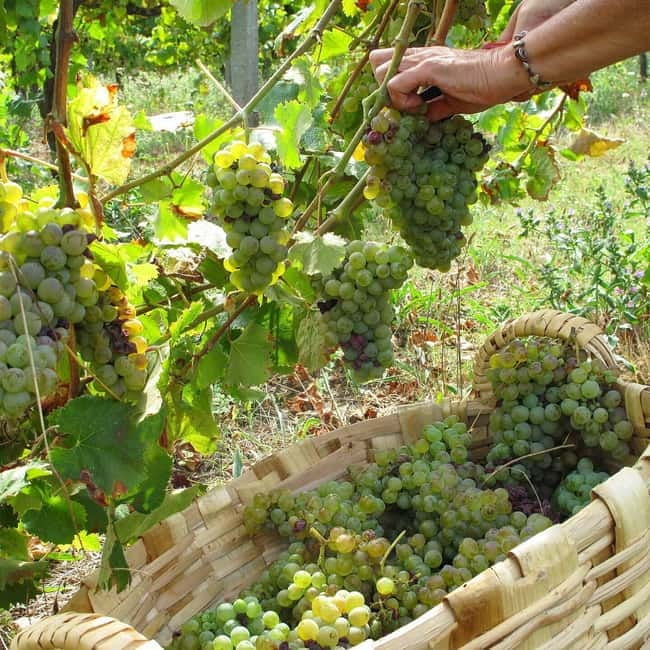 Douro Valley: Traditional Cooking Class, Farm Tour and Lunch - How to reach the farm from Porto or the Douro area