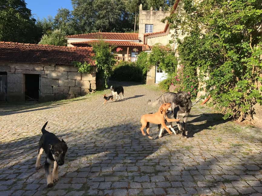 Douro Valley: Traditional Cooking Class, Farm Tour and Lunch - Who will get the most from this four-hour experience