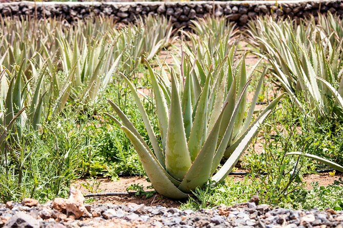 Eastern Majorca Tour with Arta Caves and Aloe Plantation - Transport, timing, and what to bring