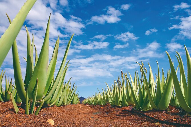 Eastern Majorca Tour with Arta Caves and Aloe Plantation - Should you book the Arta Caves and aloe farm tour?