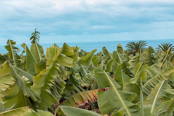 Eco banana farm Tour - Why a banana farm makes a good Tenerife stop