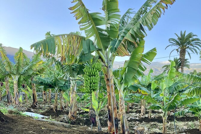 Eco banana farm Tour - Walking through the plantation in El Rincón