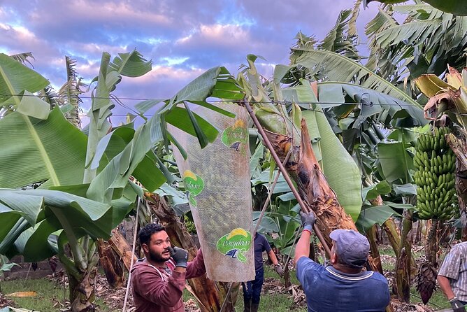 Eco banana farm Tour - Banana tasting and the small liqueur finale
