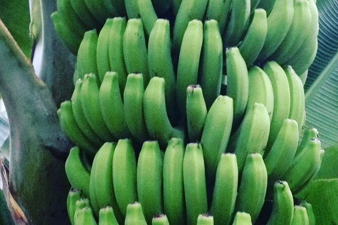 Eco banana farm Tour - Timing, transport, and what to pack