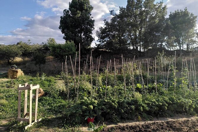 Ecotourism: Organic Farm & Animal Tour near Serra da Estrela - The olive grove, vineyard, and orchard