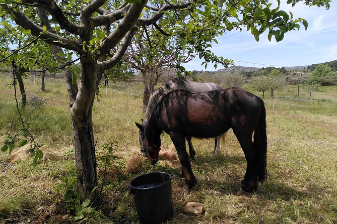 Ecotourism: Organic Farm & Animal Tour near Serra da Estrela - Lessons in self-sufficiency and permaculture