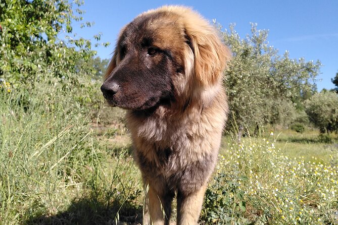 Ecotourism: Organic Farm & Animal Tour near Serra da Estrela - Why the two-and-a-half-hour length works