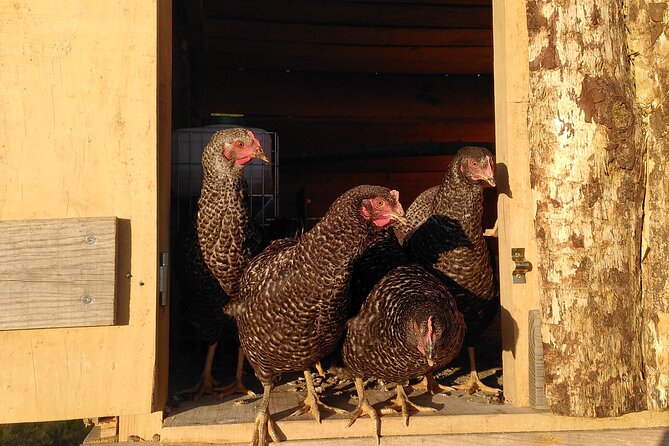 Ecotourism: Organic Farm & Animal Tour near Serra da Estrela - Is the $71.04 price good value?