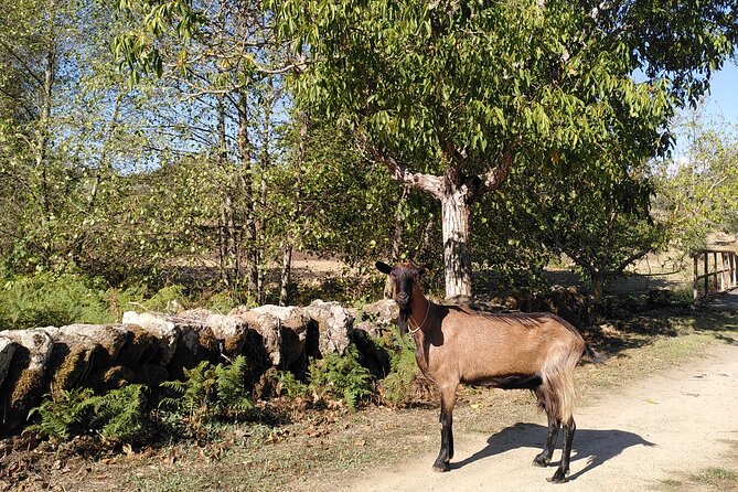 Ecotourism: Organic Farm & Animal Tour near Serra da Estrela - Who should book this farm experience?