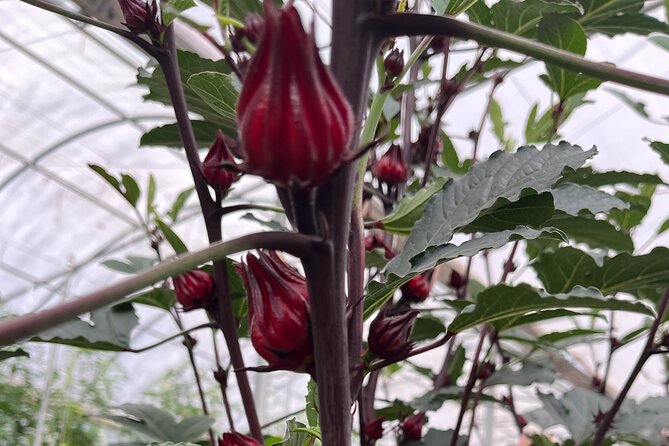 Edible Hibiscus Guided Farm Tour (Big Island) - Key points to know before you go