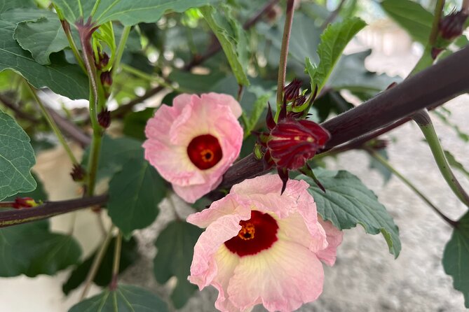 Edible Hibiscus Guided Farm Tour (Big Island) - Meeting Susan and Lance at the Honokaa farm