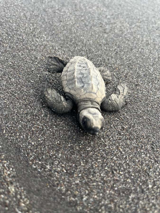 El Paredón: Sea Turtle and Salt Farm Tour - Leaving the Port for a 25-Minute River Ride