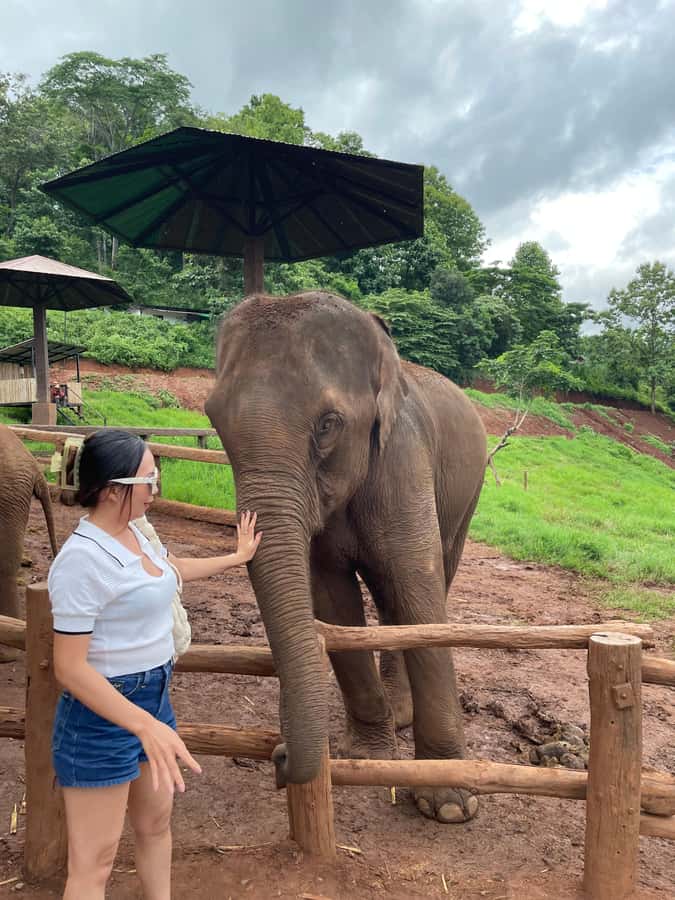 Elefin Farm & Cafe Half-day tour with Private Car - A private morning or afternoon beyond Chiang Mai