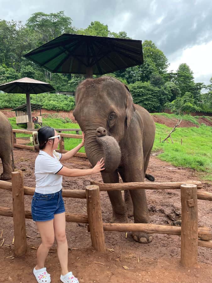 Elefin Farm & Cafe Half-day tour with Private Car - Feeding elephants at Elefin Farm