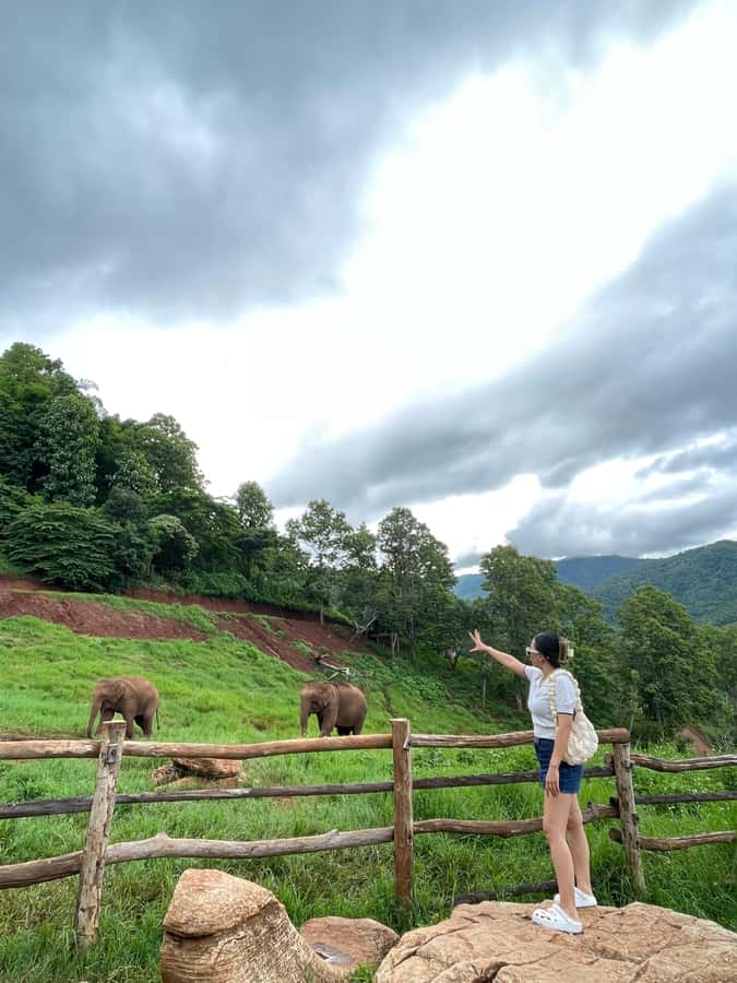 Elefin Farm & Cafe Half-day tour with Private Car - Wat Phrathat Doi Kham for about an hour