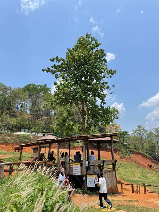 Elefin Farm & Cafe Half-day tour with Private Car - The service you can expect from the drivers