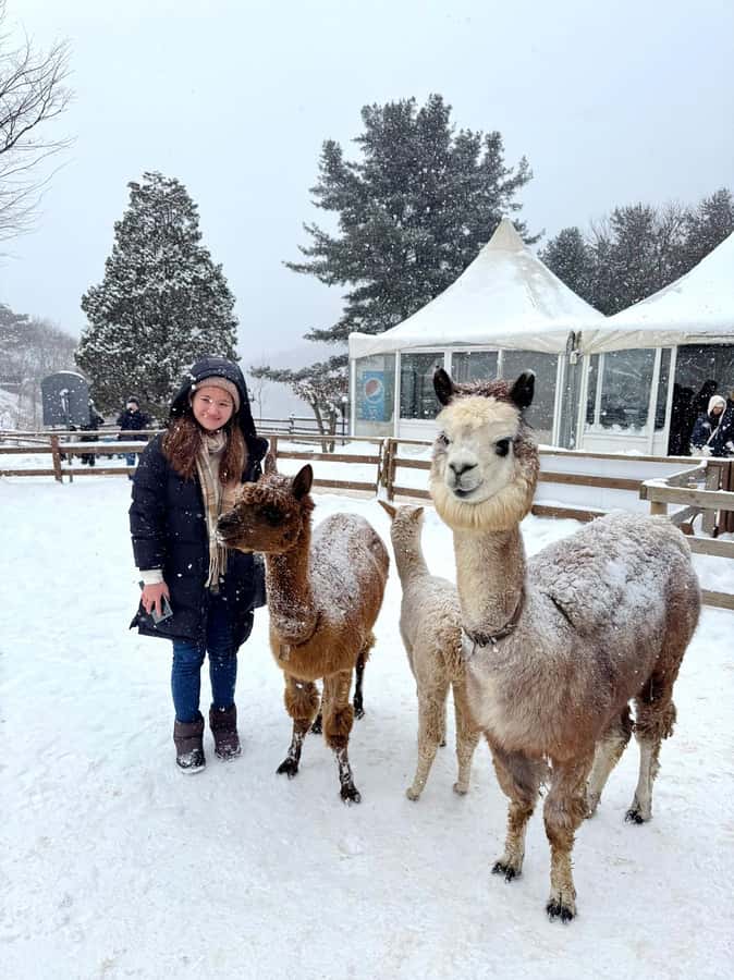 Eobi Ice Valley & Nami (+ Light Festival, Railbike, Alpaca) - Why Eobi Ice Valley is worth the early winter outing