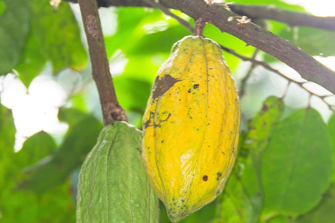 Escape Accra City to Aburi Gardens and Tetteh Quarshie Cocoa Farms - Two hours among the plants at Aburi Botanical Gardens