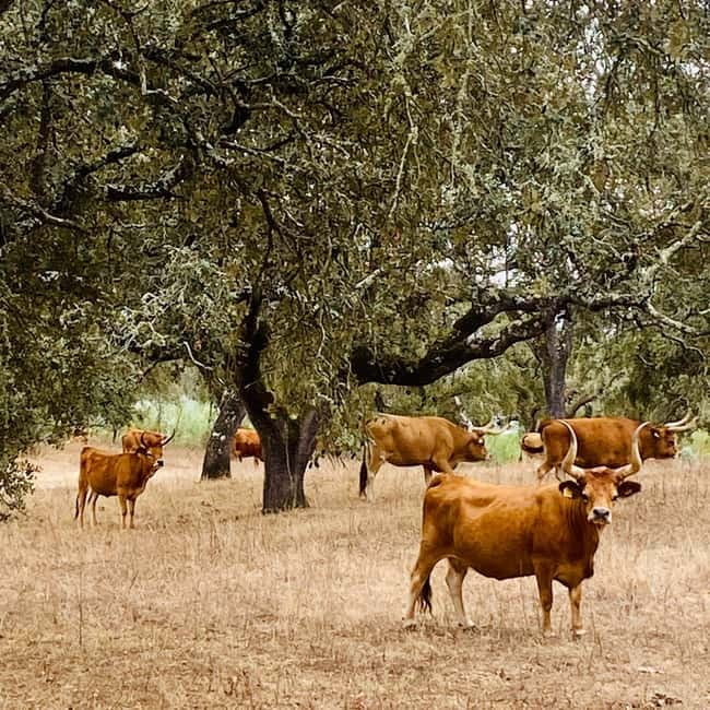 Évora: Cork Factory and Cork Farm Lunch included - Lunch in a family-run Alentejo restaurant