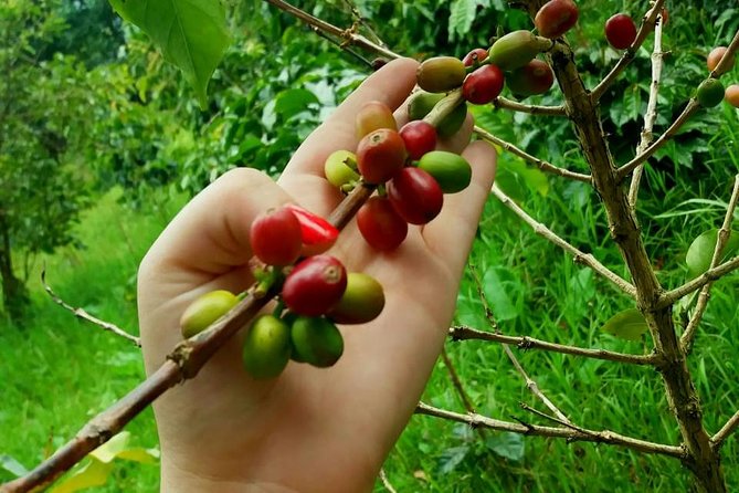 Exclusive Coffee Experience:Tour from Bogotá - San Miguel and the return route