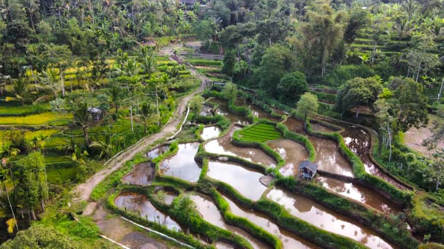 Exclusive Tetebatu: Waterfall, Rice Fields, Monkey & Weaving - Meeting the macaques in Tetebatu Monkey Forest