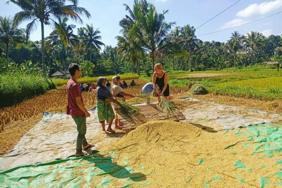 Exclusive Tetebatu: Waterfall, Rice Fields, Monkey & Weaving - Is $39 good value for this Lombok day trip?
