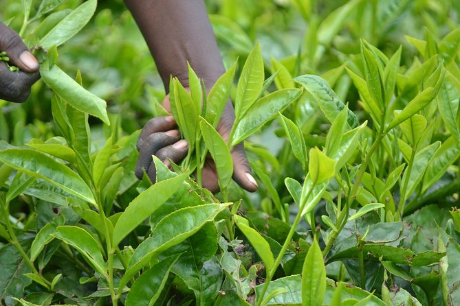 Excursion to Kiambethu Tea Farm - Why Kiambethu Farm makes a good Nairobi day trip