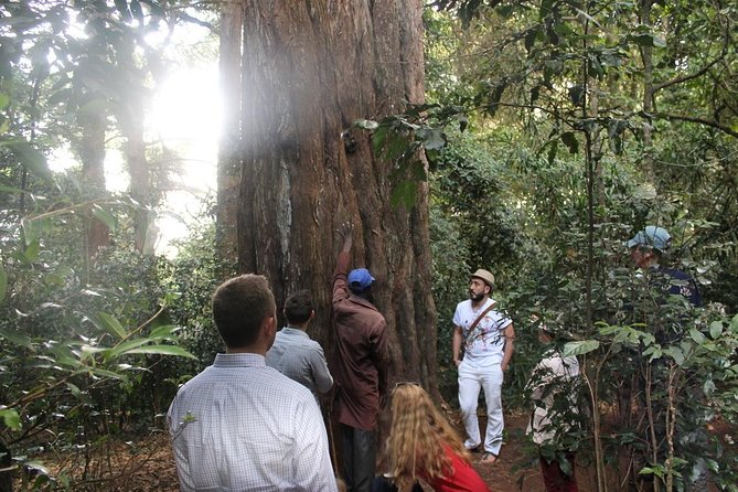 Excursion to Kiambethu Tea Farm - Who will enjoy this experience most?
