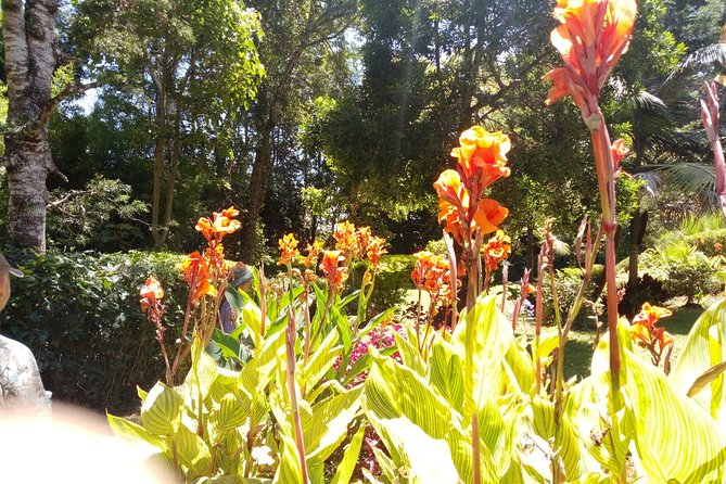 Excursion to Kiambethu Tea Farm - Gardens, forest, birds, and colobus monkeys