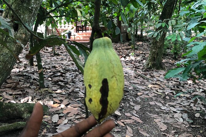 Experience Boti Waterfalls, Aburi Botanical Gardens & Tetteh Quarshie Cocoa Farm - Guides, Drivers, and the Private-Tour Advantage
