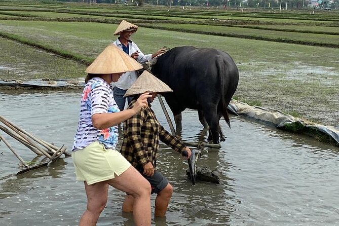 Experience Buffalo Ride and Farmer in Hoi An - Feeding the Buffalo After the Ride