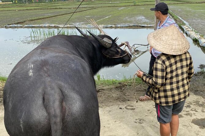 Experience Buffalo Ride and Farmer in Hoi An - Who Will Enjoy This Farm Visit