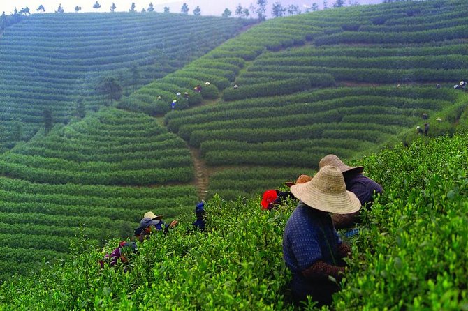 Experience Chengdu: Private Tea-Making Day Tour of Mengdingshan Tea Plantation - The Two-Hour Ride and a Private Start