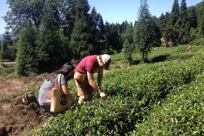 Experience Chengdu: Private Tea-Making Day Tour of Mengdingshan Tea Plantation - Practical Details That Matter