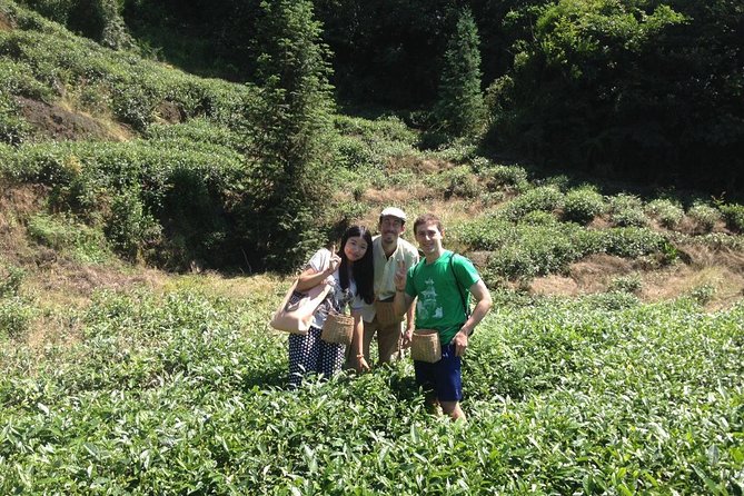 Experience Chengdu: Private Tea-Making Day Tour of Mengdingshan Tea Plantation - Walking the Mengdingshan Tea Terraces